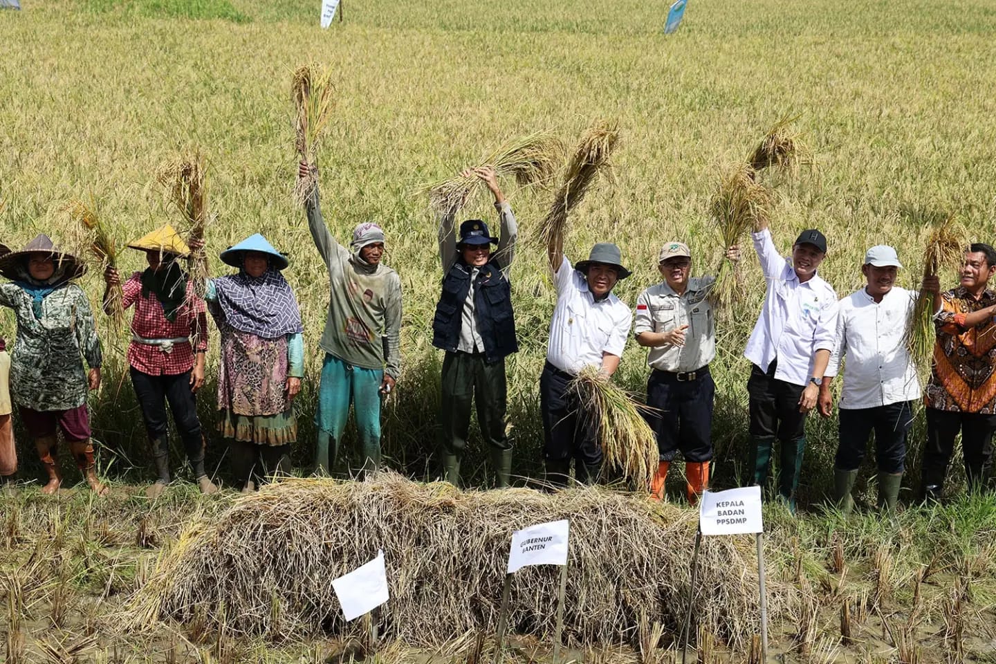 Panen Raya Padi, Pj Gubernur Banten Al Muktabar: Pemerintah Pastikan Ketersediaan Bahan Pokok